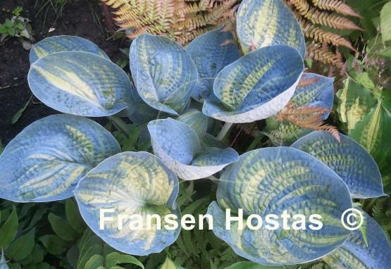 Hosta Breeder's Love